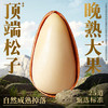 百草味本味甄果松子高端东北松子500g 特大颗粒干果零食罐装团购送礼 商品缩略图3