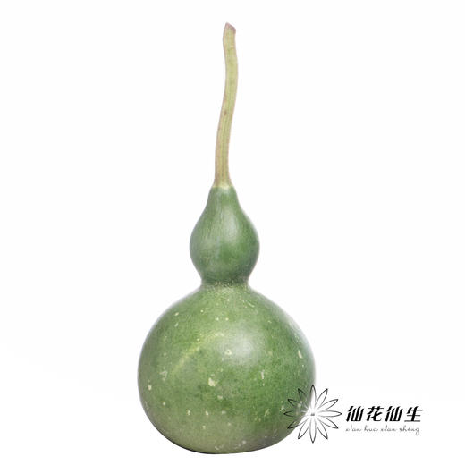 配果 | 葫芦 商品图2