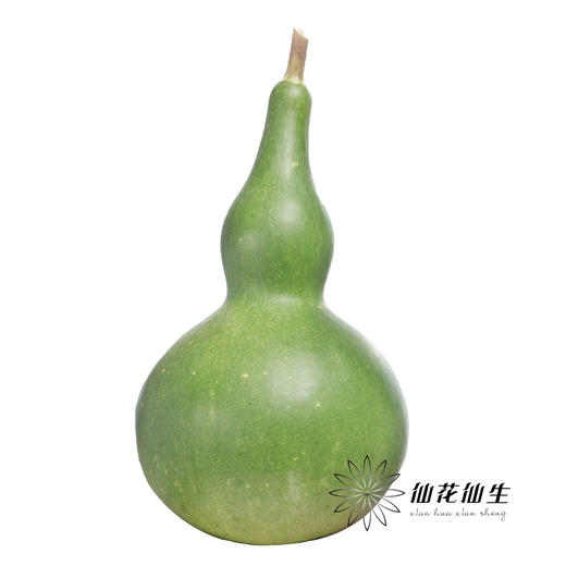 配果 | 葫芦 商品图1