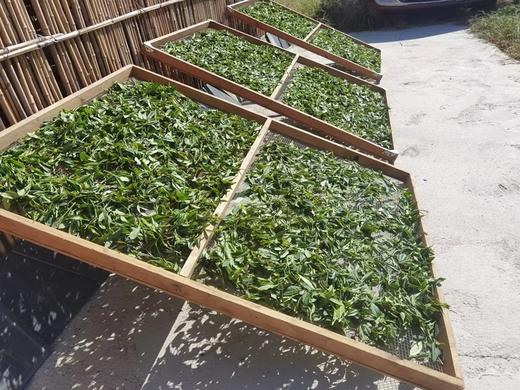 乳山生态白茶  酵素生态六不用种植50g/盒装 商品图4