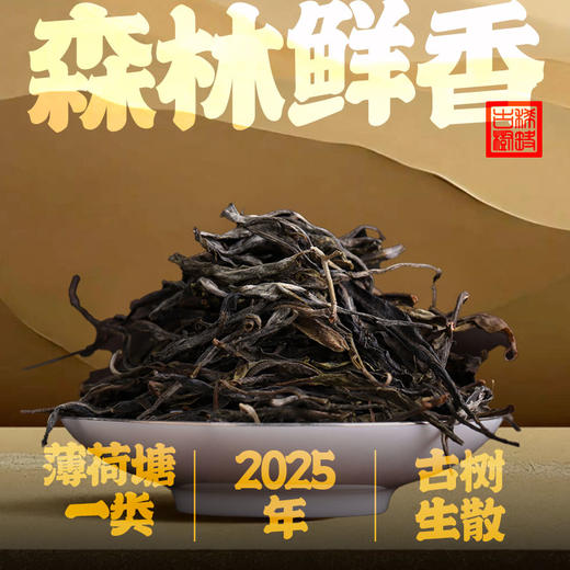 （双11特惠9999）50克2025年薄荷塘一类古树生散 商品图0