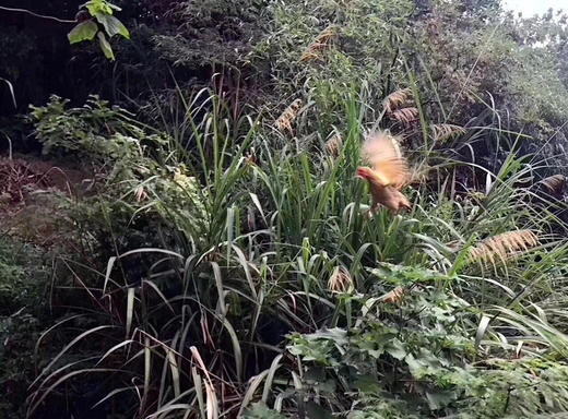 （预售）天台山散养土鸡蛋🥚 商品图3