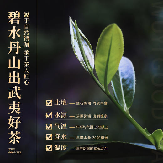 岩语 铁罗汉 岩茶武夷山特级乌龙茶四大名丛武夷岩茶品鉴装16g 商品图6