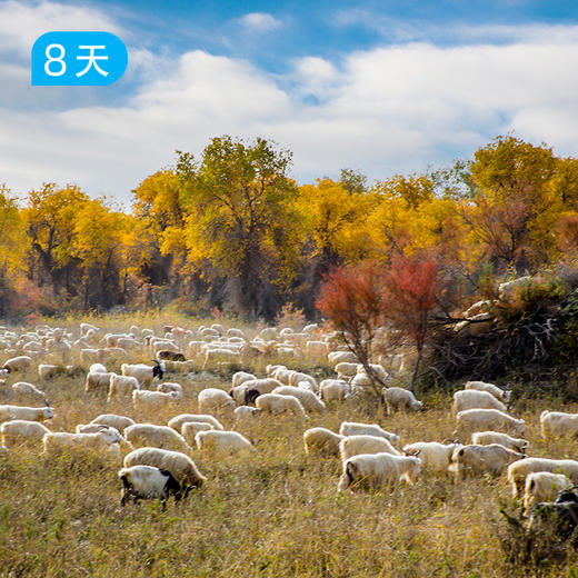 新线首发｜穿越塔克拉玛干沙漠 探秘达里雅布依 遇见南疆胡杨林 60公里徒步露营 8日 商品图3