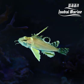 眼斑狮子