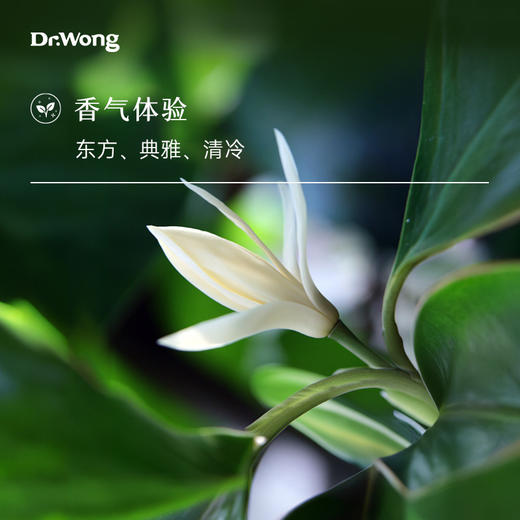 白兰花 单方精油 商品图1