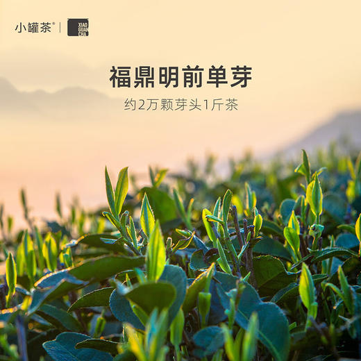 小罐茶 金罐20罐装白毫银针茶（20x4g）【HSZQ10.0】 商品图2