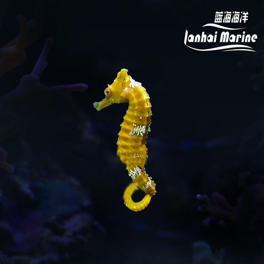 人工线纹海马-变异黄 商品图0