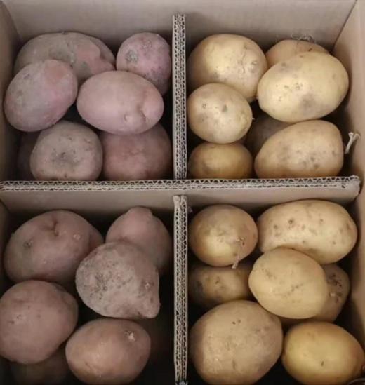源头蔬土豆胡萝卜黄皮黄心红皮白心紫皮紫心土豆 酵素生态六不用种植当季新鲜蔬菜 商品图5