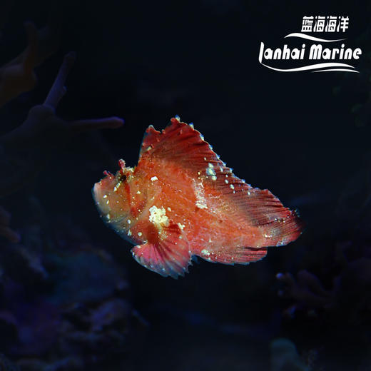 红济公 商品图0