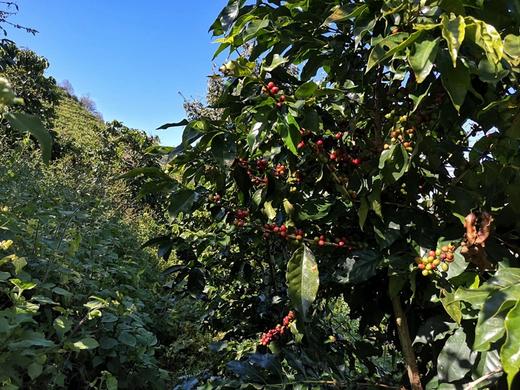 【预定现脱壳】雨林挂耳咖啡 全日晒厌氧发酵自然农耕种植纯咖啡豆磨粉 商品图4