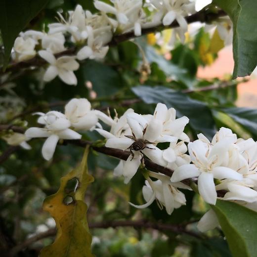 【预定现脱壳】雨林咖啡豆 咖啡粉全日晒厌氧发酵自然农耕种植咖啡豆手工制作 商品图6