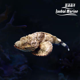 驼背石头鱼