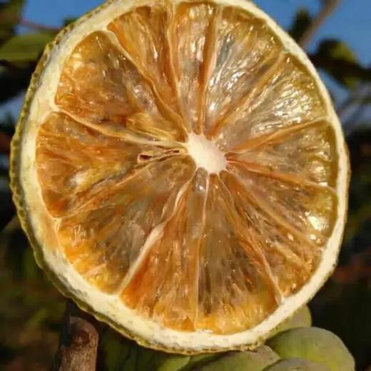 柠檬干 柠檬君生态种植 50g/袋【京东快递送货上门】 商品图3