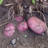 源头蔬土豆胡萝卜黄皮黄心红皮白心紫皮紫心土豆 酵素生态六不用种植当季新鲜蔬菜 商品缩略图3