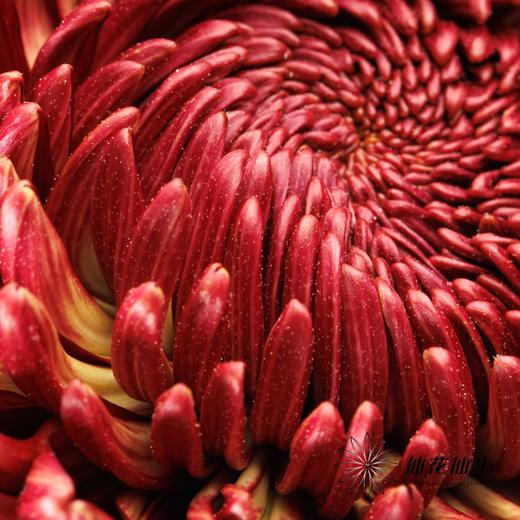 荷兰花材 | 大头菊红Bigoudi Red 商品图3