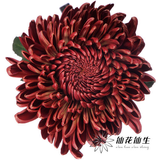 荷兰花材 | 大头菊红Bigoudi Red 商品图0