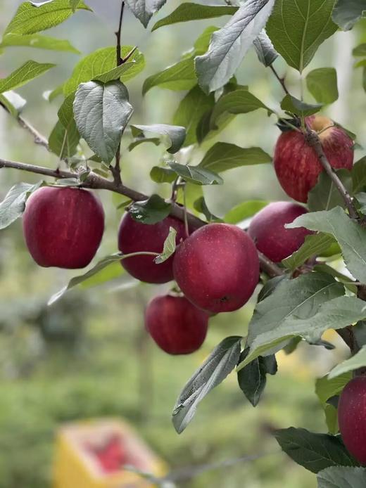 出口级|米其林餐厅同款香格里拉雪域苹果！3300米高原的极致味觉享受！ 商品图5