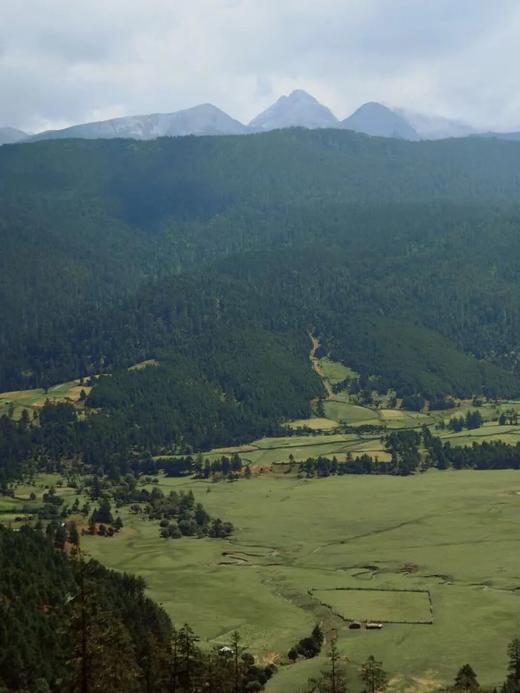 出口级|米其林餐厅同款香格里拉雪域苹果！3300米高原的极致味觉享受！ 商品图7