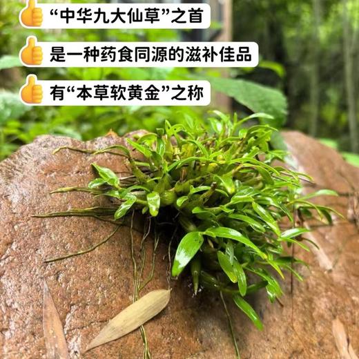 【即冲霍山石斛】（米斛）5年生特等品，林下仿野生种植采用太空食品加工技术--真空低温冻干技术，对霍山石斛鲜条进行干燥脱水，最大程度上保留霍山石斛鲜活成分，《道藏》中列为“中华九大仙草”之首，药食同源。 商品图1