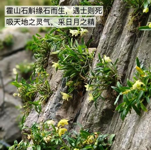【即冲霍山石斛】（米斛）5年生特等品，林下仿野生种植采用太空食品加工技术--真空低温冻干技术，对霍山石斛鲜条进行干燥脱水，最大程度上保留霍山石斛鲜活成分，《道藏》中列为“中华九大仙草”之首，药食同源。 商品图6
