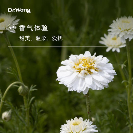 罗马洋甘菊 单方精油 商品图1