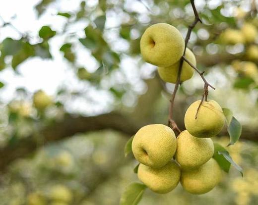安徽砀山酥梨 5斤装/9斤装/礼盒装 新鲜现摘 皮薄肉细 酥脆多汁 商品图4