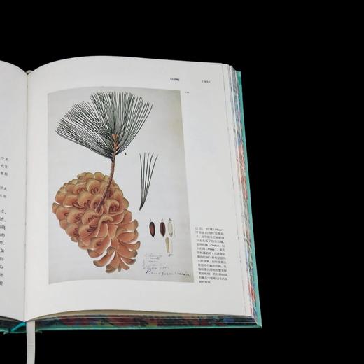 【特装本/繁花版】群芳：植物王国的艺术与探险  方寸   [美]桑德拉·纳普(Sandra Knapp) 著;顾有容 译 社会科学文献出版社官方首发 商品图4