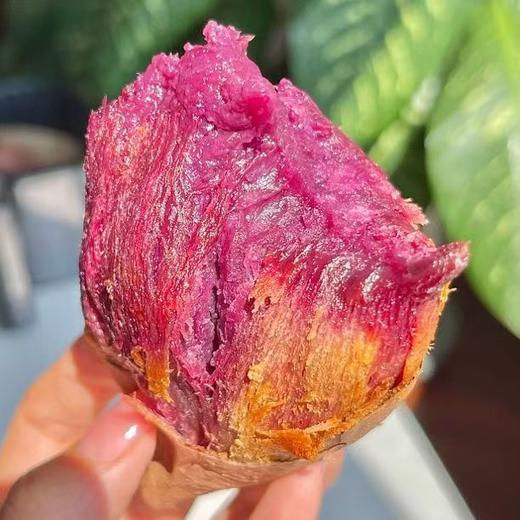 【云南香芋紫薯】肉质细腻 软糯香甜  皮薄易剥 新鲜美味 解锁紫薯多样吃法 4种规格任选 商品图3