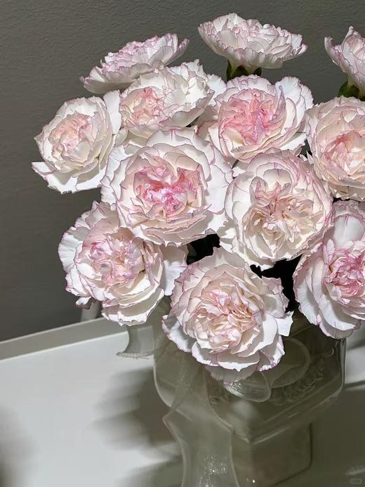 小天使康乃馨 20支/扎【GY】 商品图0