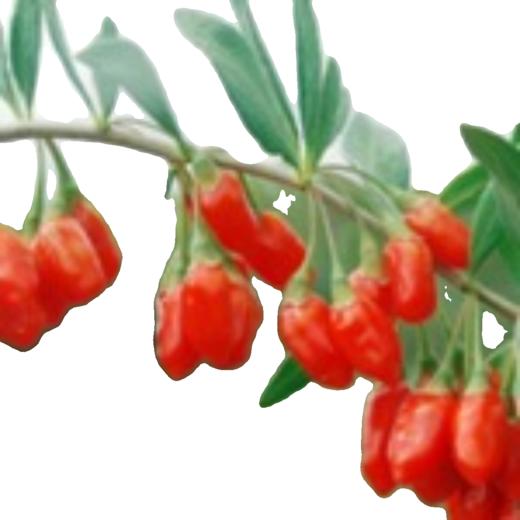 百益兴·红枸杞	256g 颗粒饱满 自然甘甜 滋补身心 商品图1