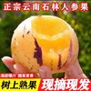 京东发货【云南火山岩树上熟-核心产区路花村人参果】水果界的“灌汤包” ，云南地标农产品,约95%的可食率 商品缩略图1