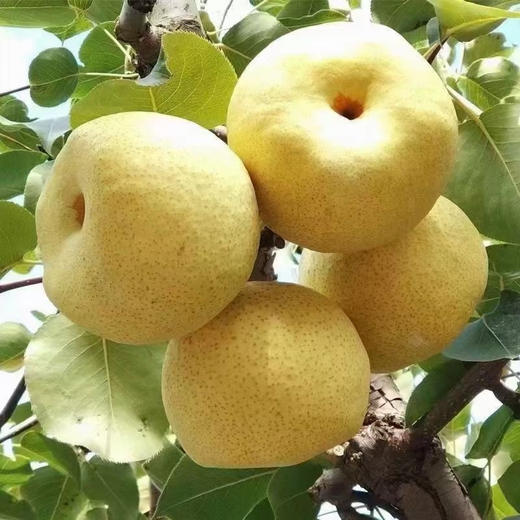 安徽砀山酥梨 5斤装/9斤装/礼盒装 新鲜现摘 皮薄肉细 酥脆多汁 商品图2