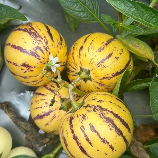 京东发货【云南火山岩树上熟-核心产区路花村人参果】水果界的“灌汤包” ，云南地标农产品,约95%的可食率 商品图4