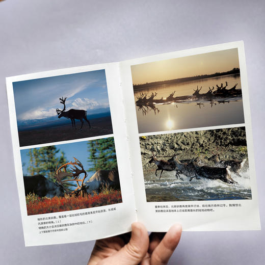 永恒的时光之旅 [日] 星野道夫 著 商品图2