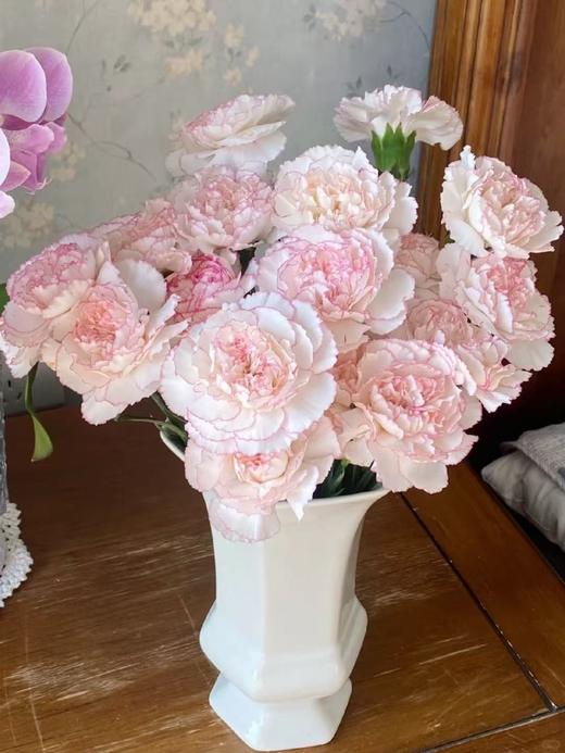 小天使康乃馨 20支/扎【GY】 商品图1