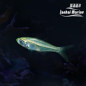 双边鱼-群游