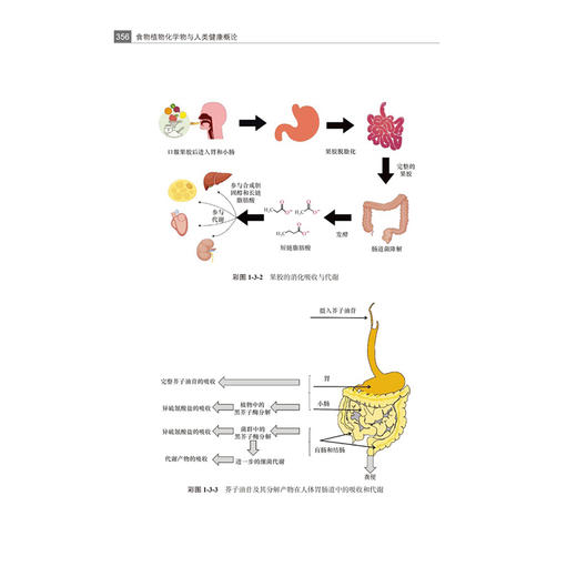 食物植物化学物与人类健康概论 中国营养学会 系统梳理植物性食物中的植物化学物研究的新近进展 9787565934568北京大学医学出版社 商品图4