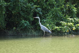 自然观察基础课 | 海珠湖观鸟