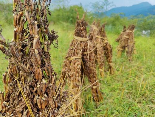 九蒸九晒芝麻丸（防治脱发） 商品图8