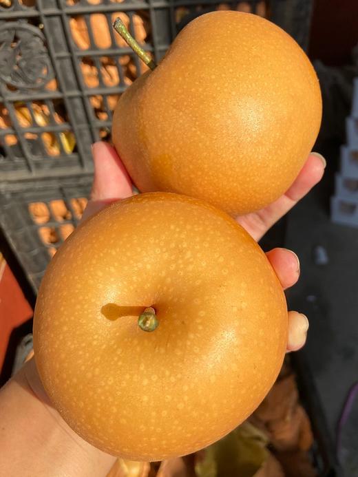 自营（农产品）-莱阳/莱西秋月梨 商品图3