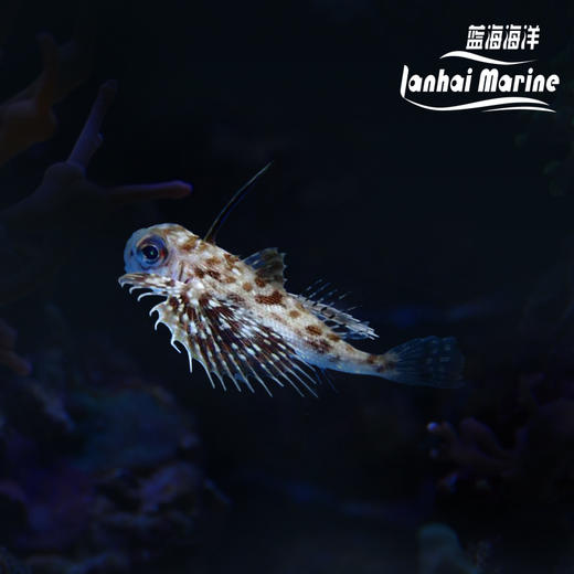 东方豹鲂鮄 商品图0