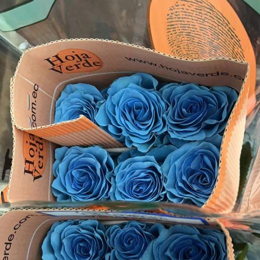 厄瓜多尔进口染色Blue Bell蓝色铃铛
玫瑰花10支 商品图5