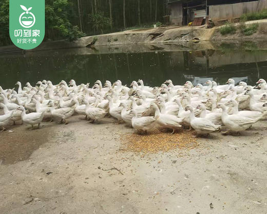 桐子园散养180天正番鸭（母）/1只（1.25-1.4kg）生产日期：12月21日 商品图5