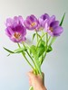 【幽梦郁金香】10支/份  长约25-30cm 商品缩略图4