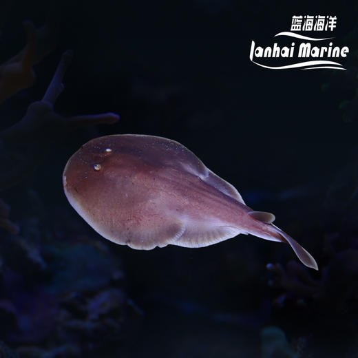 小电鳐 商品图0