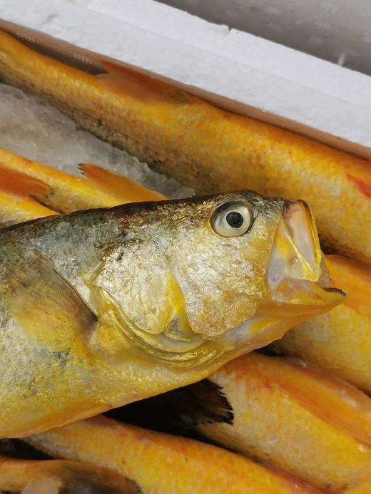 【京东包邮半野生黄花鱼】黄花鱼中秋节礼盒 吊笼半野生 体形细长 健硕没有胖胖的肚子 鲜鱼发货 肉质很紧实 没有土腥味基地直邮 商品图4