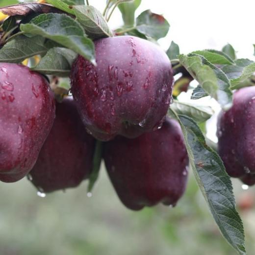 【天水花牛苹果】细腻的肉质初吃甜脆，放几天粉面。顺丰发货！ 商品图2