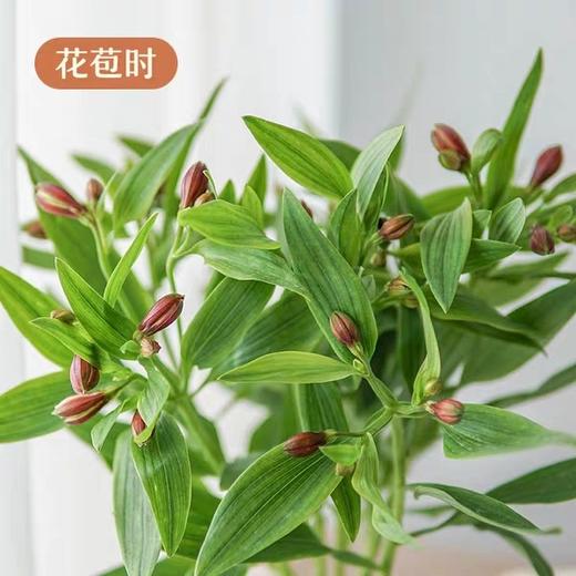 橙色水仙百合20支/扎【GY】 商品图3