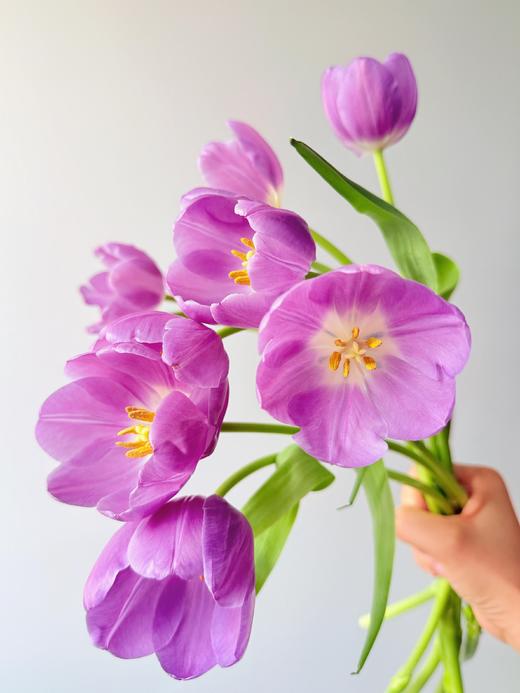 【幽梦郁金香】10支/份  长约25-30cm 商品图3